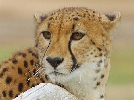 Cheetah Properties:Eiendomme