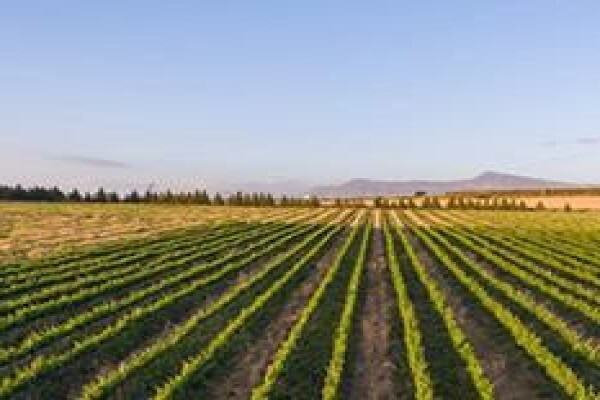 Farms South Africa