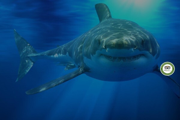 White Shark Diving