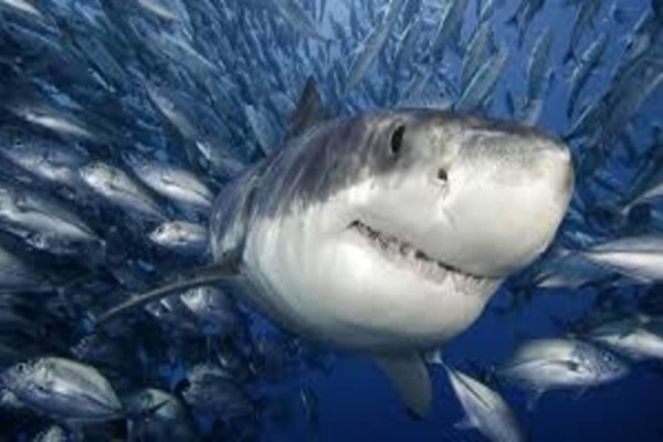 White Shark Diving