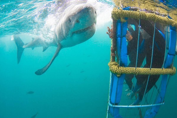 White Shark Diving