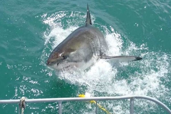 White Shark Diving