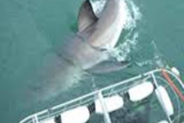 White Shark Diving