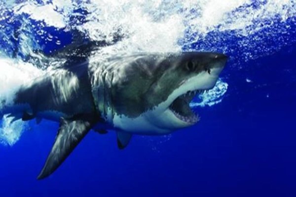 White Shark Diving