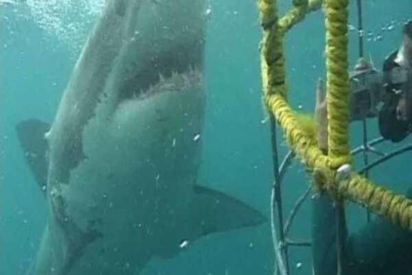 White Shark Diving