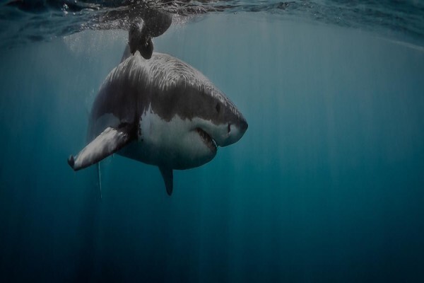White Shark Diving