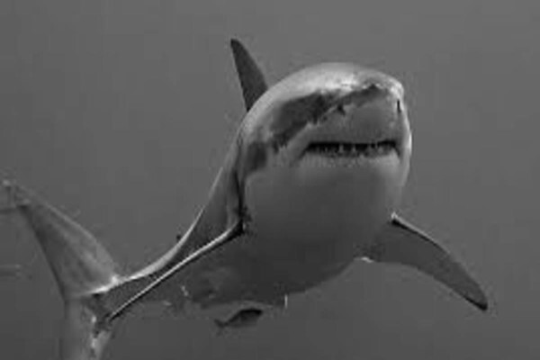 White Shark Diving