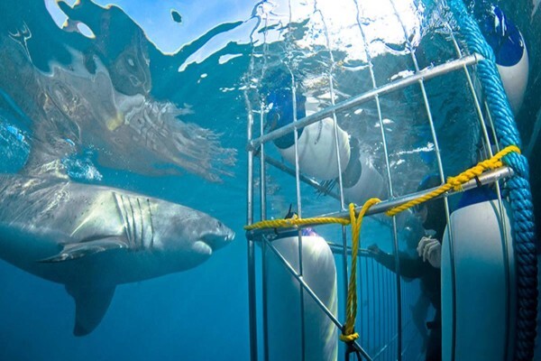 White Shark Diving