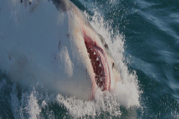 White Shark Diving