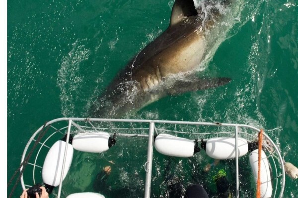 White Shark Diving