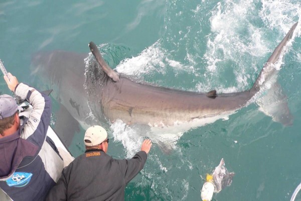 White Shark Diving