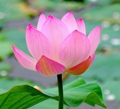 Blissful Light Reiki