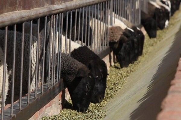 Cavalier Abattoir