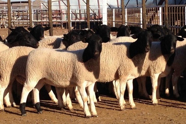 Cavalier Abattoir