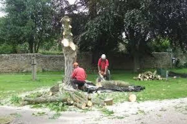 Peters Tree Felling & Instant Lawn Services