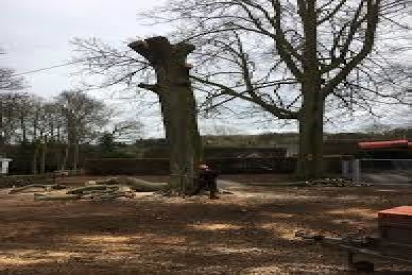 Peters Tree Felling & Instant Lawn Services