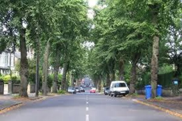 Peters Tree Felling & Instant Lawn Services