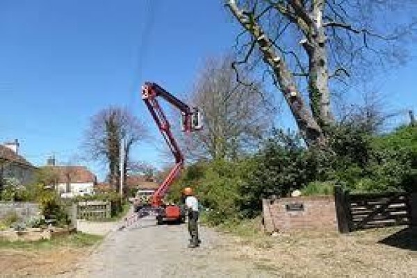 Peters Tree Felling & Instant Lawn Services