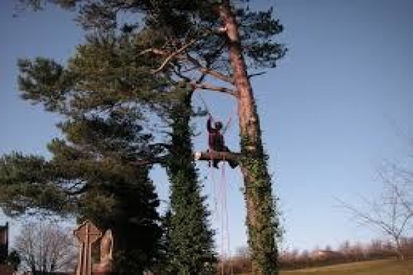 Peters Tree Felling & Instant Lawn Services