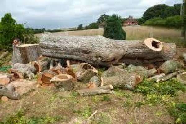 Peters Tree Felling & Instant Lawn Services
