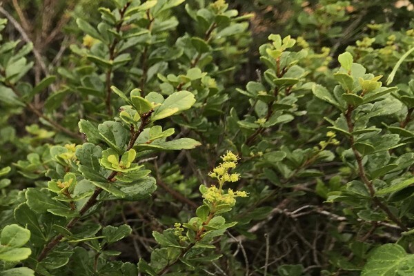 Featherbed Nature Reserve