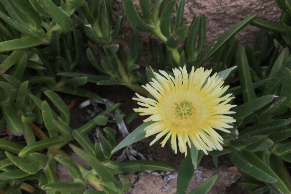 Featherbed Nature Reserve
