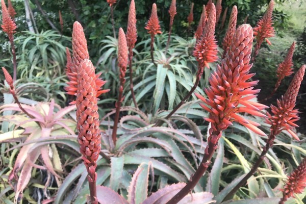 Featherbed Nature Reserve