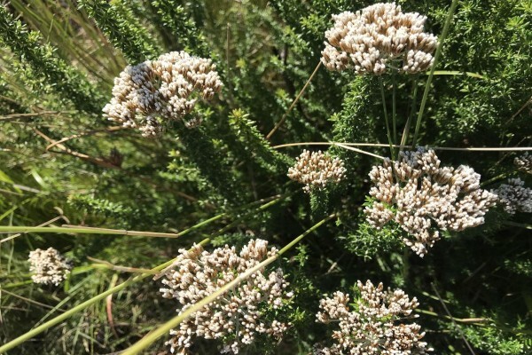 Featherbed Nature Reserve