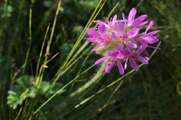 Featherbed Nature Reserve