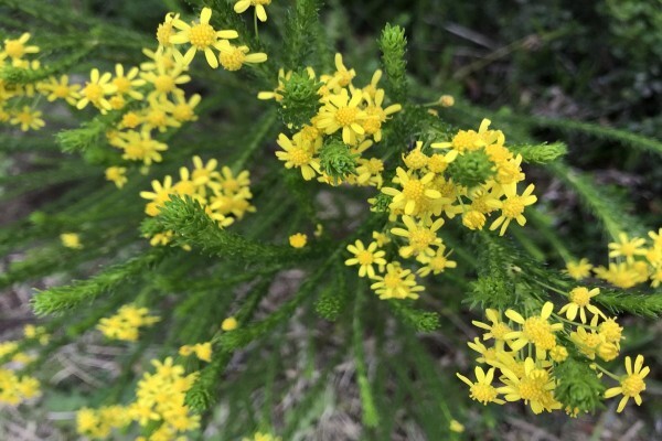 Featherbed Nature Reserve