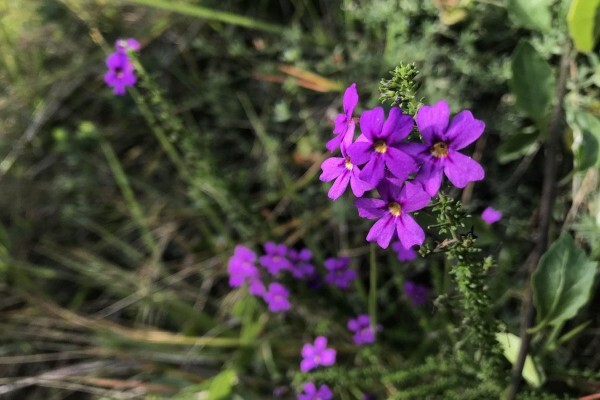 Featherbed Nature Reserve