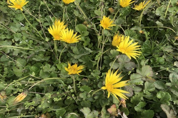 Featherbed Nature Reserve