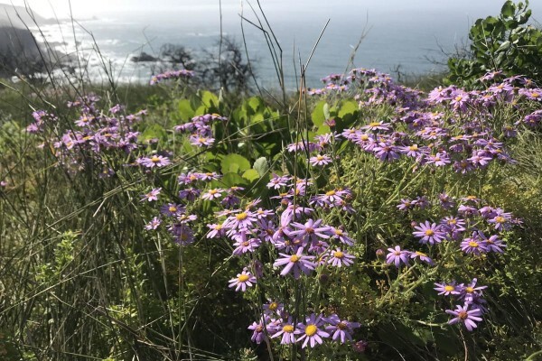 Featherbed Nature Reserve