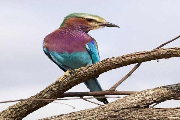 Motswari Wildlife Services (Pty) Ltd