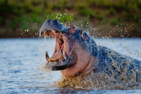 Motswari Wildlife Services (Pty) Ltd