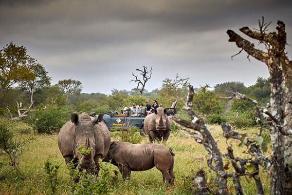 Motswari Wildlife Services (Pty) Ltd