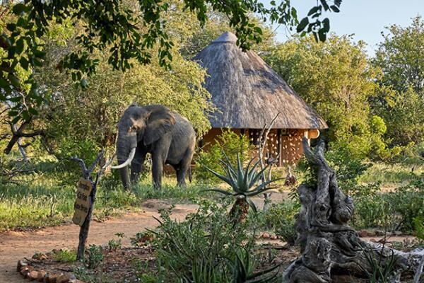 Motswari Wildlife Services (Pty) Ltd