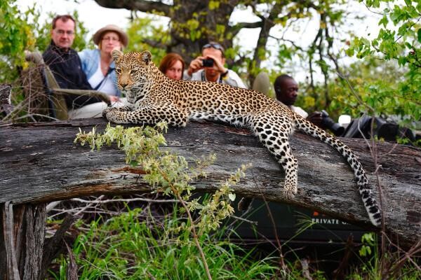 Motswari Wildlife Services (Pty) Ltd