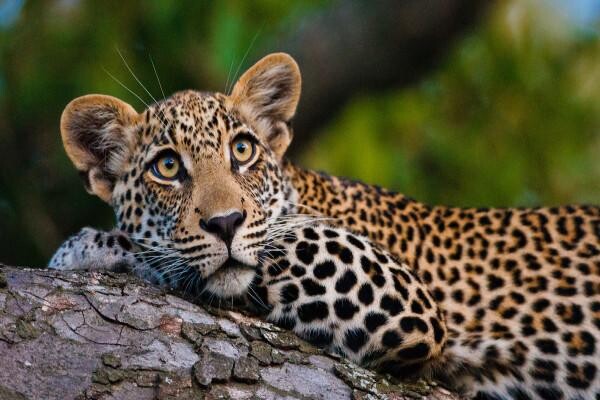 Motswari Wildlife Services (Pty) Ltd