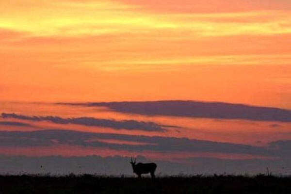 Nambiti Plains Private Game Lodge