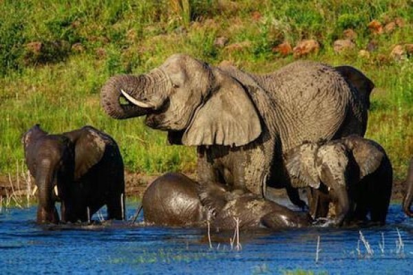 Nambiti Plains Private Game Lodge