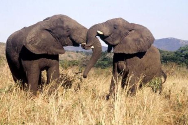 Nambiti Plains Private Game Lodge