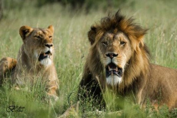 Nambiti Plains Private Game Lodge