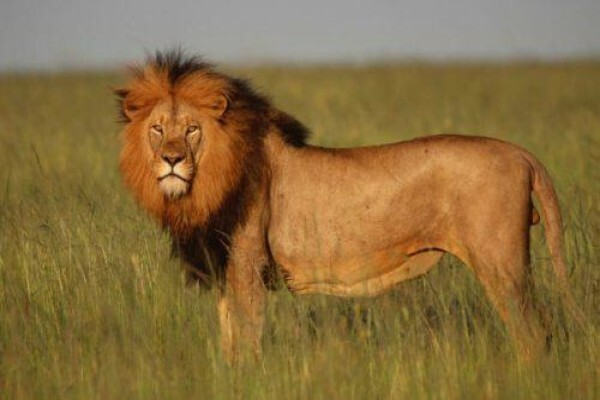 Nambiti Plains Private Game Lodge