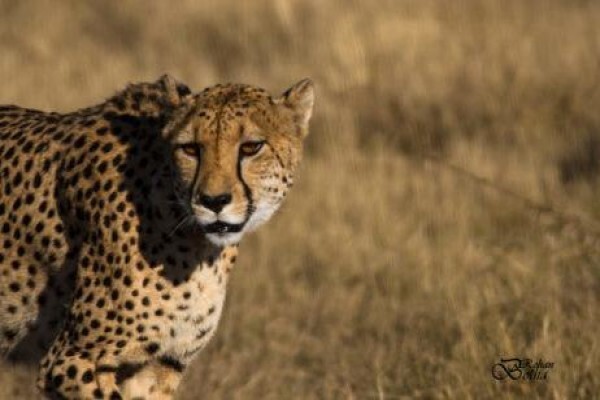 Nambiti Plains Private Game Lodge
