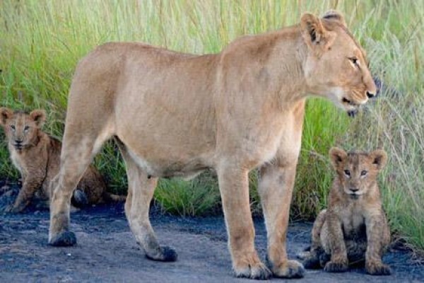 Nambiti Plains Private Game Lodge