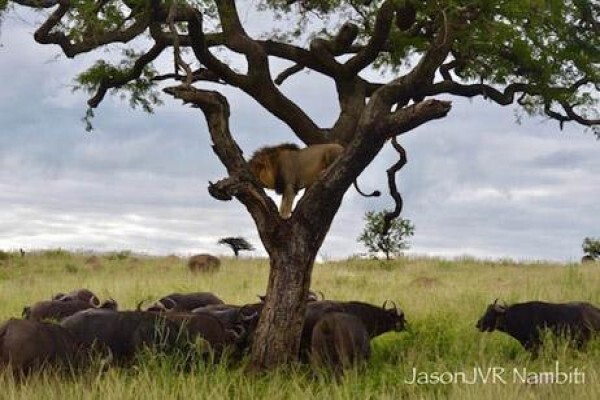 Nambiti Plains Private Game Lodge