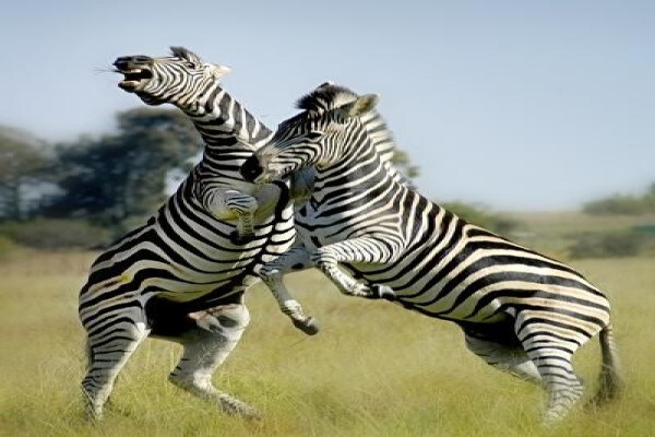 Sediba Private Game Lodge