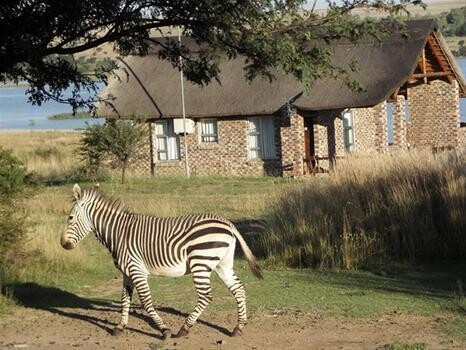 Thula Game Lodge