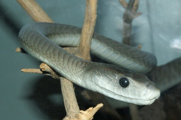 Mohlabetsi